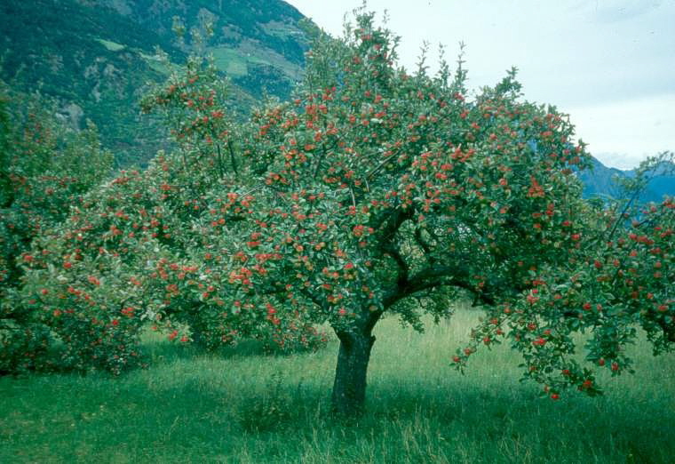 01 Apfelbaum